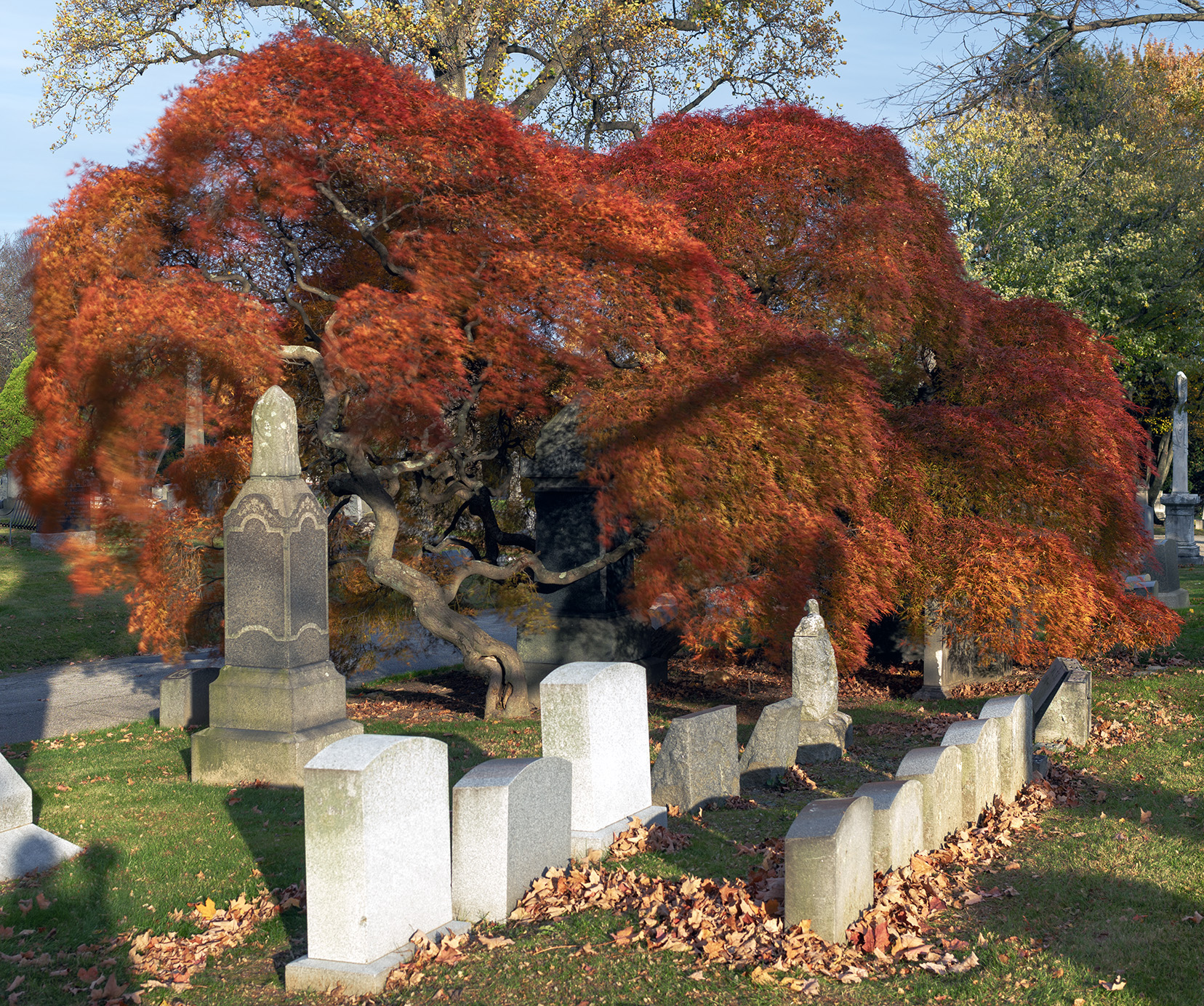Japanese maple in autumn, Woodlawn Conservancy, Bronx