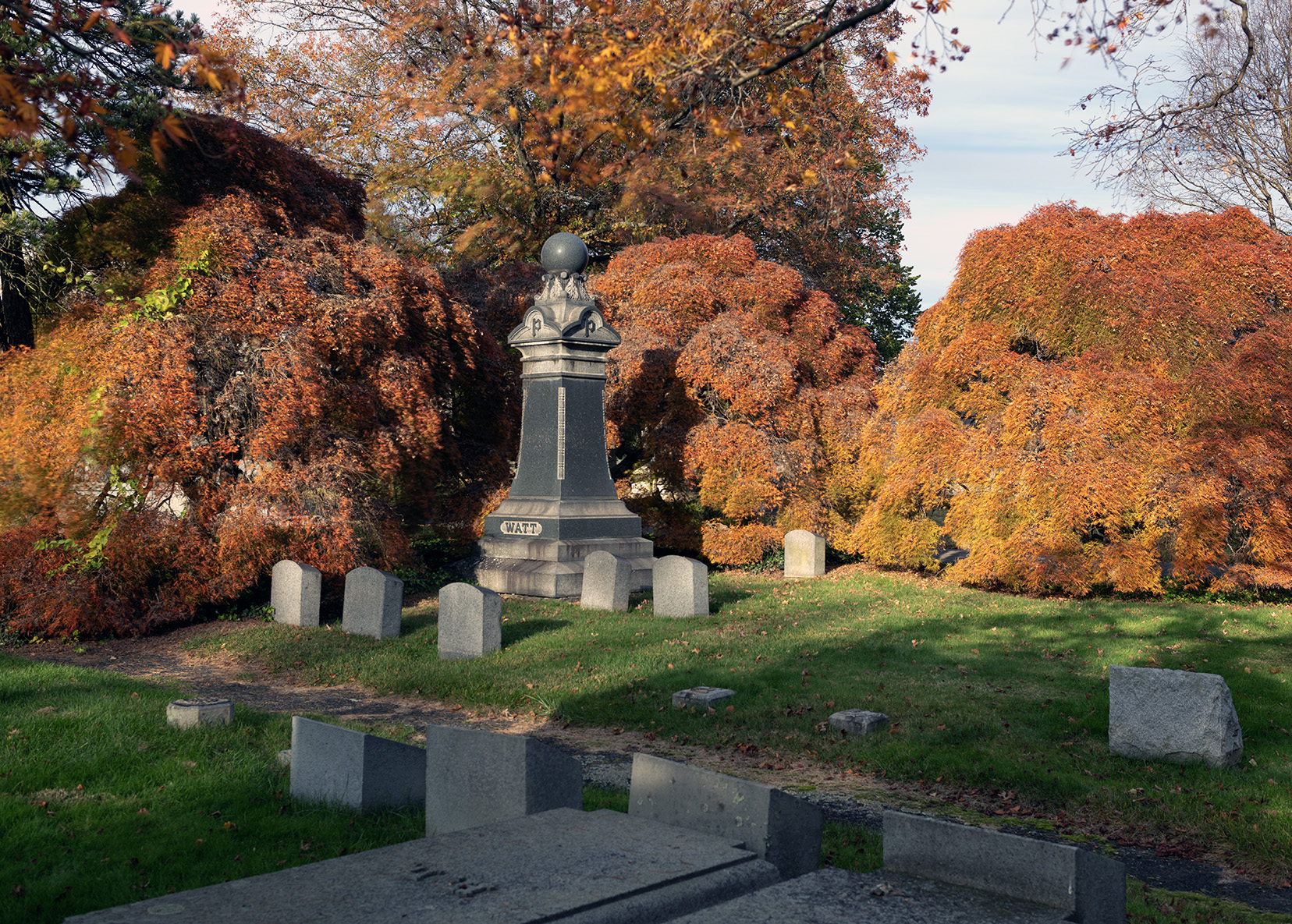 Japanese maple in autumn, Woodlawn Conservancy, Bronx