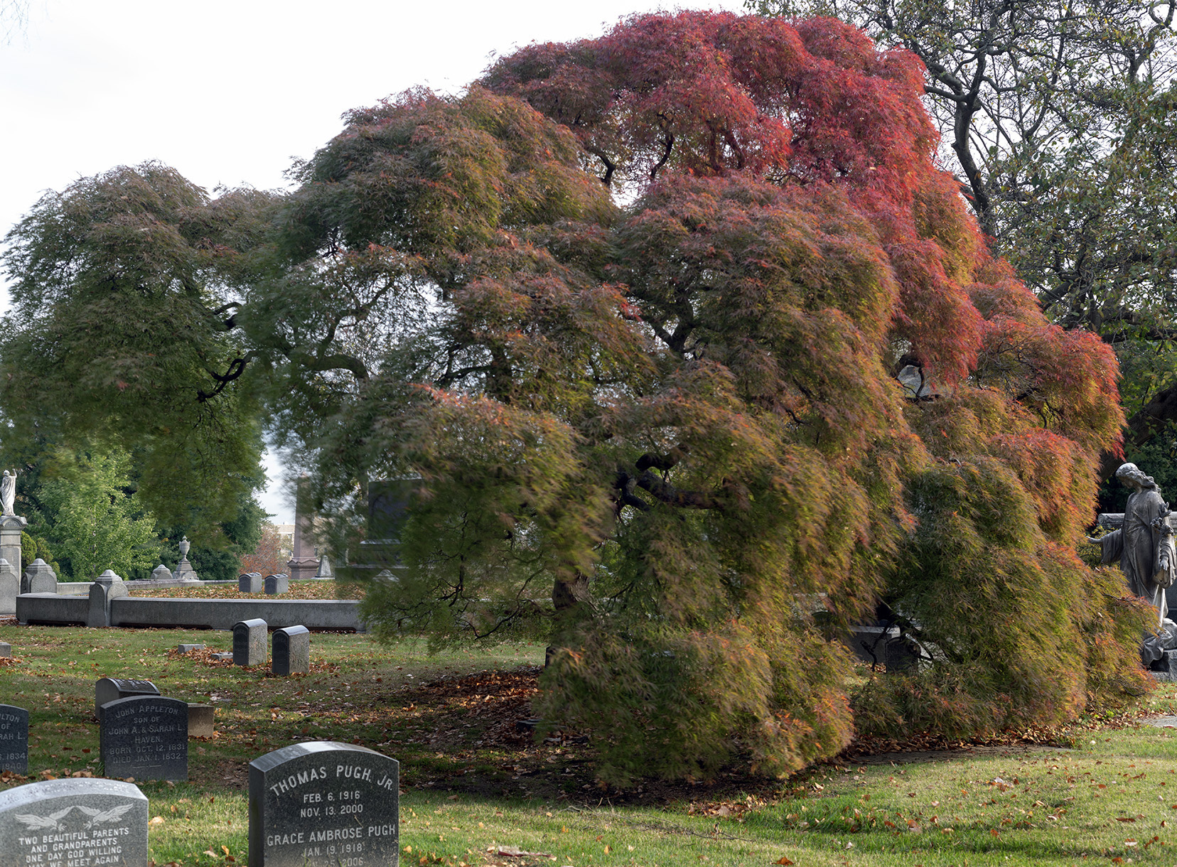 Japanese maple in autumn, Woodlawn Conservancy, Bronx