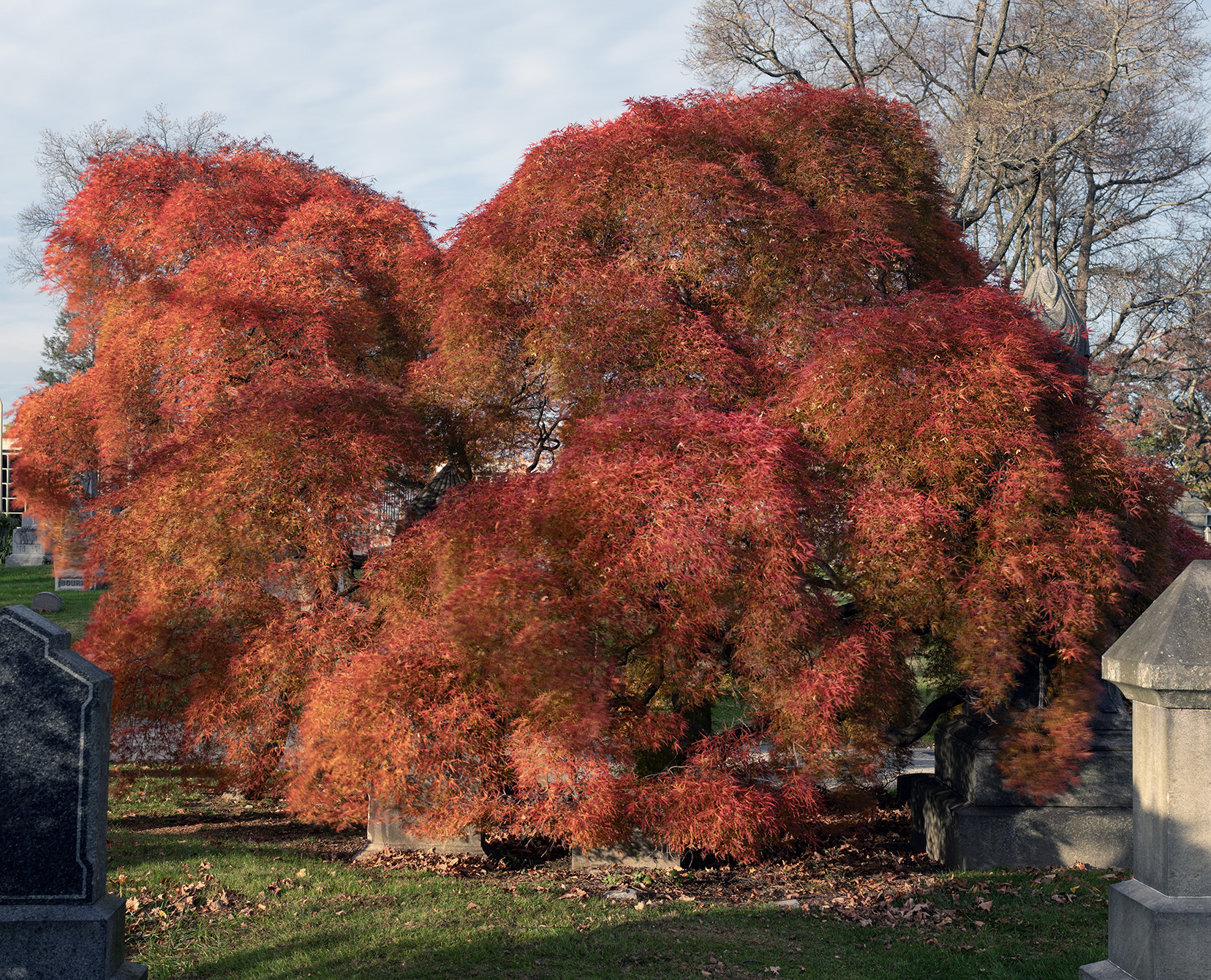 Japanese maple in autumn, Woodlawn Conservancy, Bronx