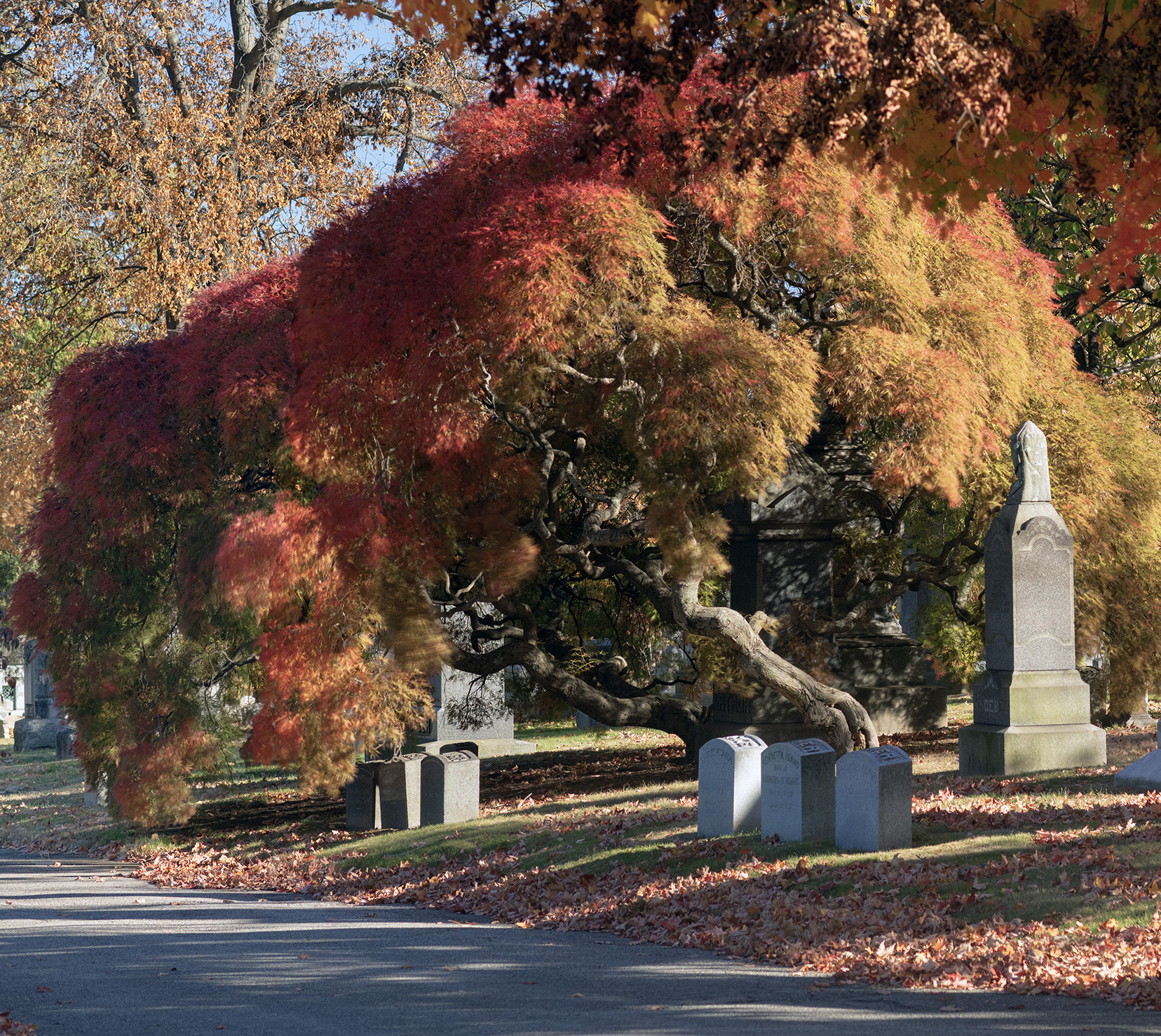 Japanese maple in autumn, Woodlawn Conservancy, Bronx