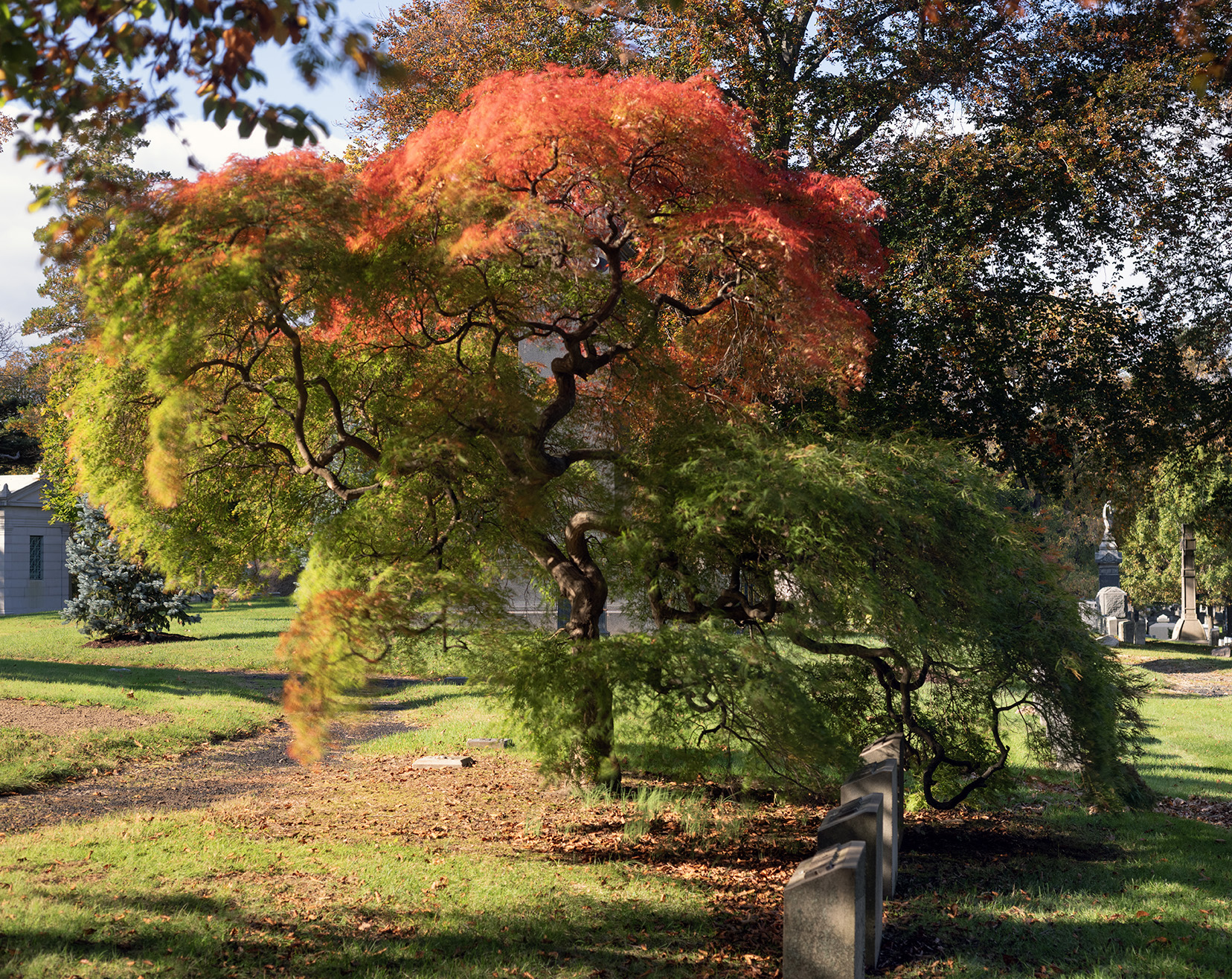 Japanese maple in autumn, Woodlawn Conservancy, Bronx