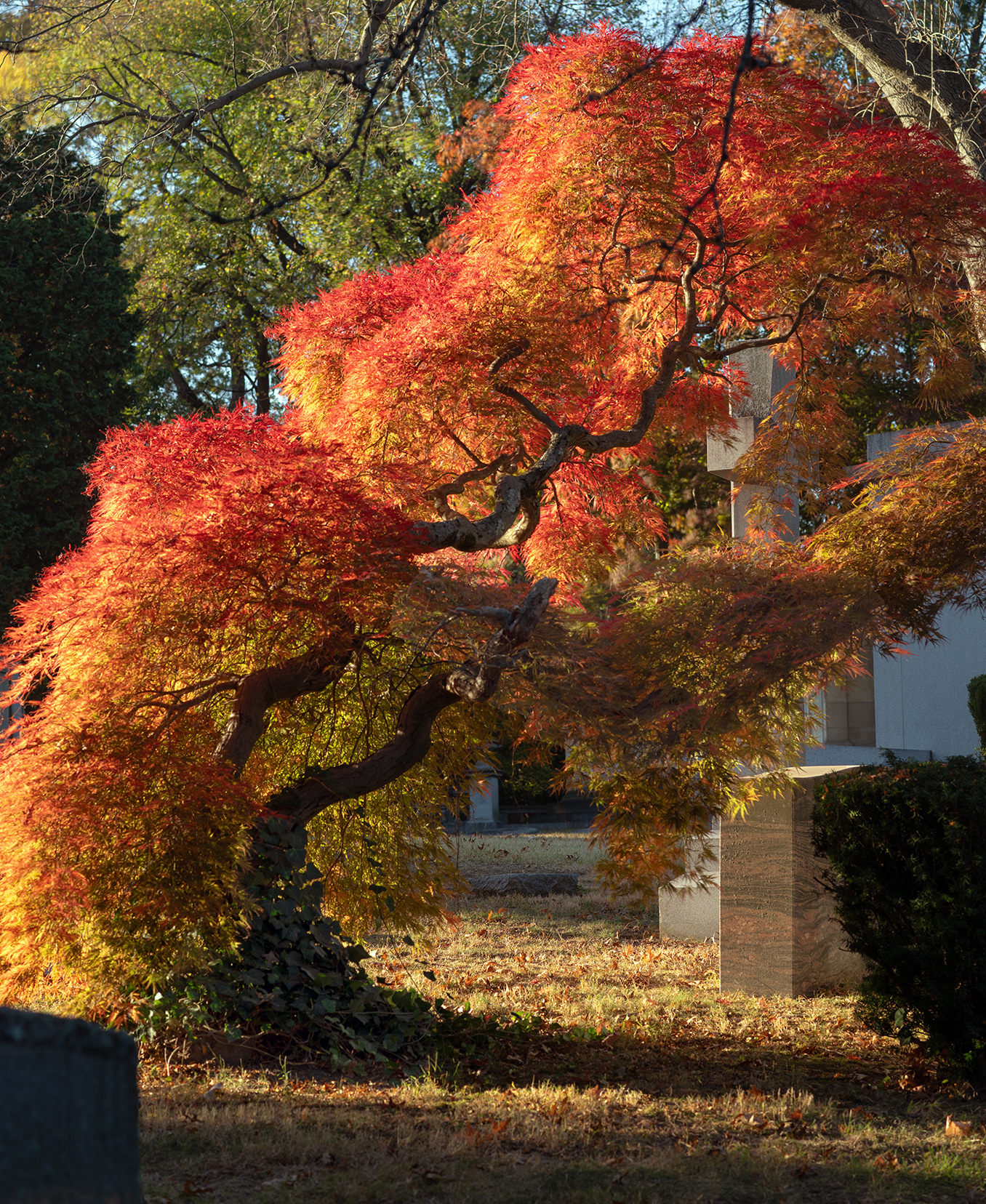 Japanese maple in autumn, Woodlawn Conservancy, Bronx