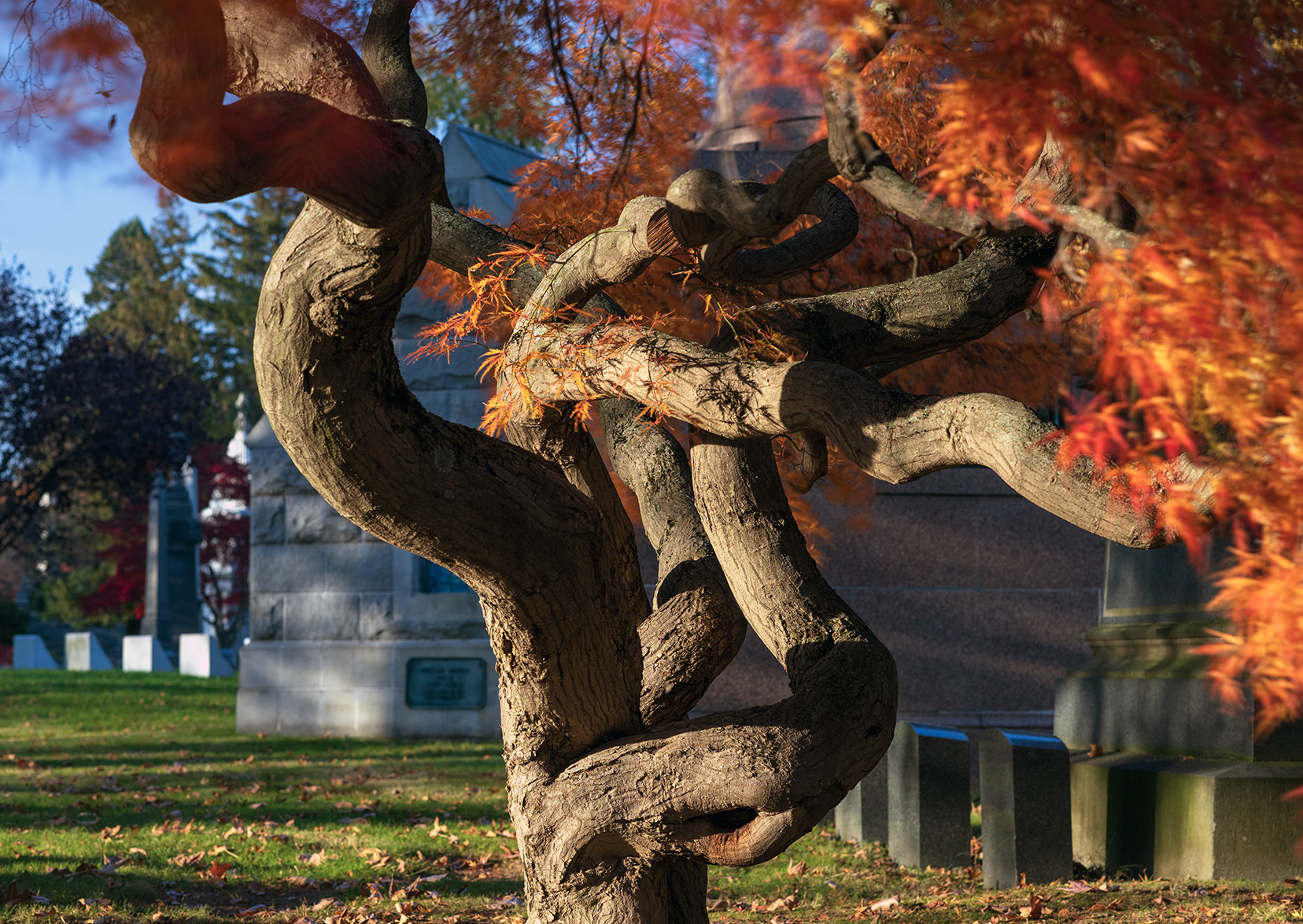 Japanese maple in autumn, Woodlawn Conservancy, Bronx
