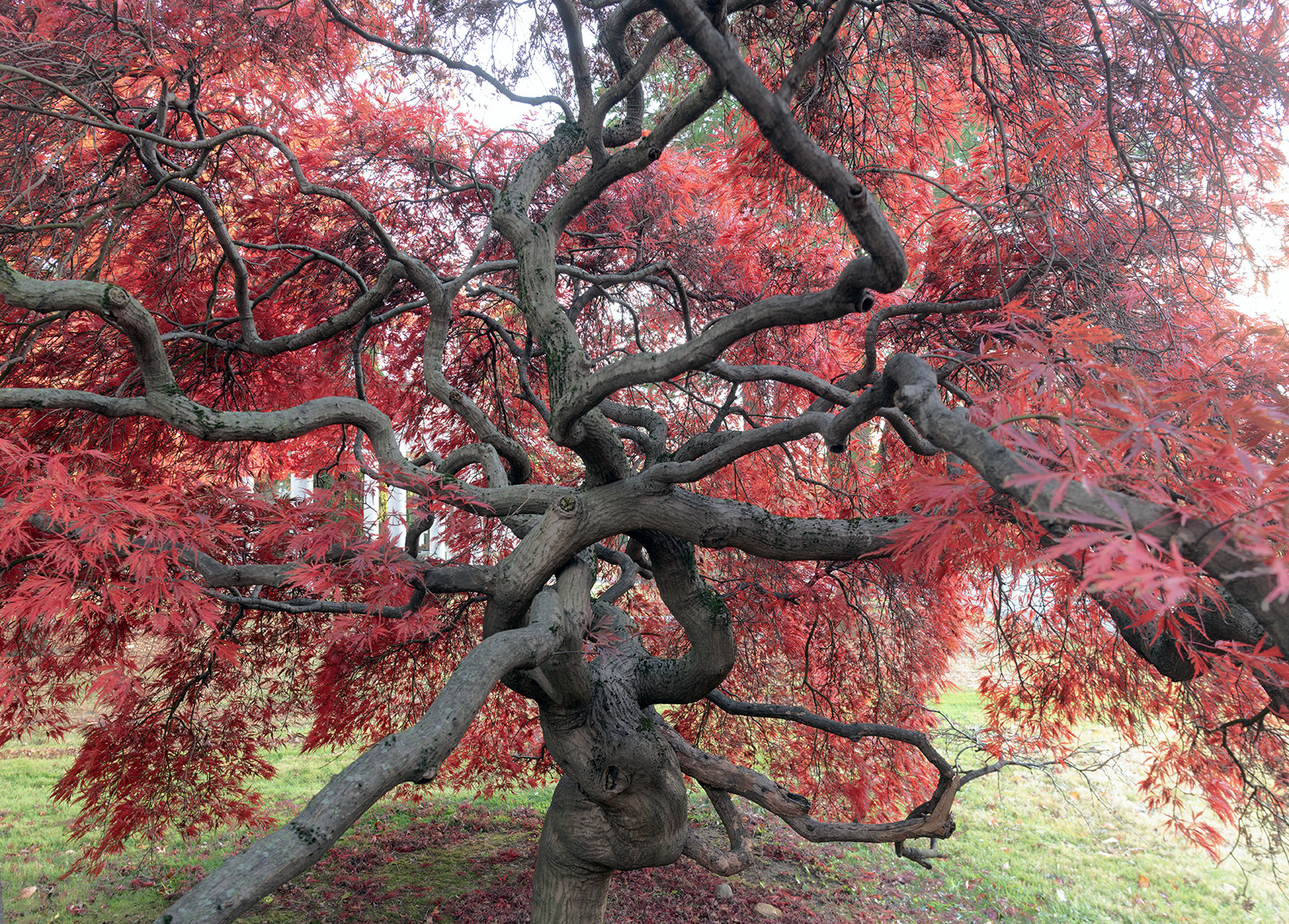 Japanese maple in autumn, Woodlawn Conservancy, Bronx