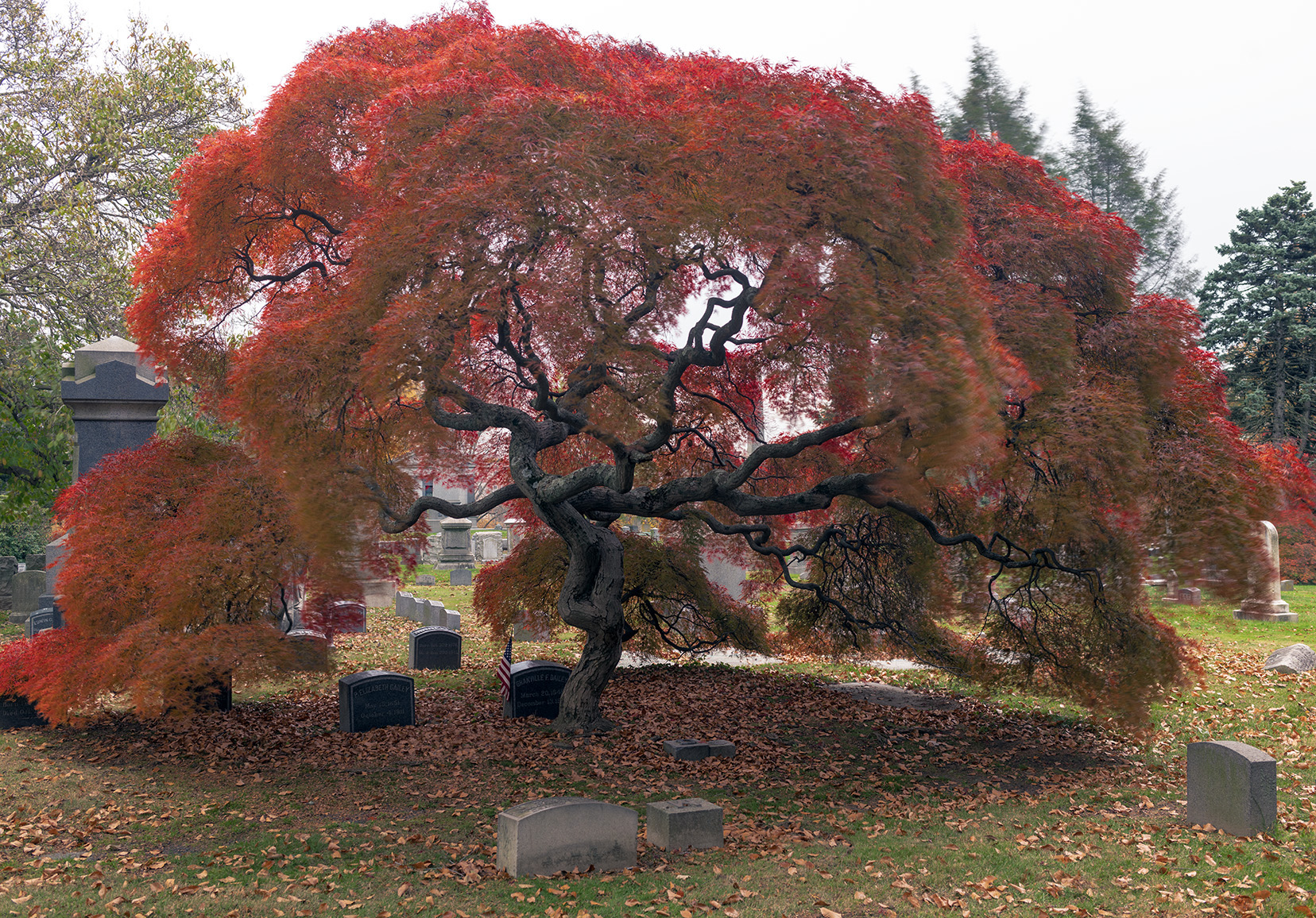 Japanese maple in autumn, Woodlawn Conservancy, Bronx