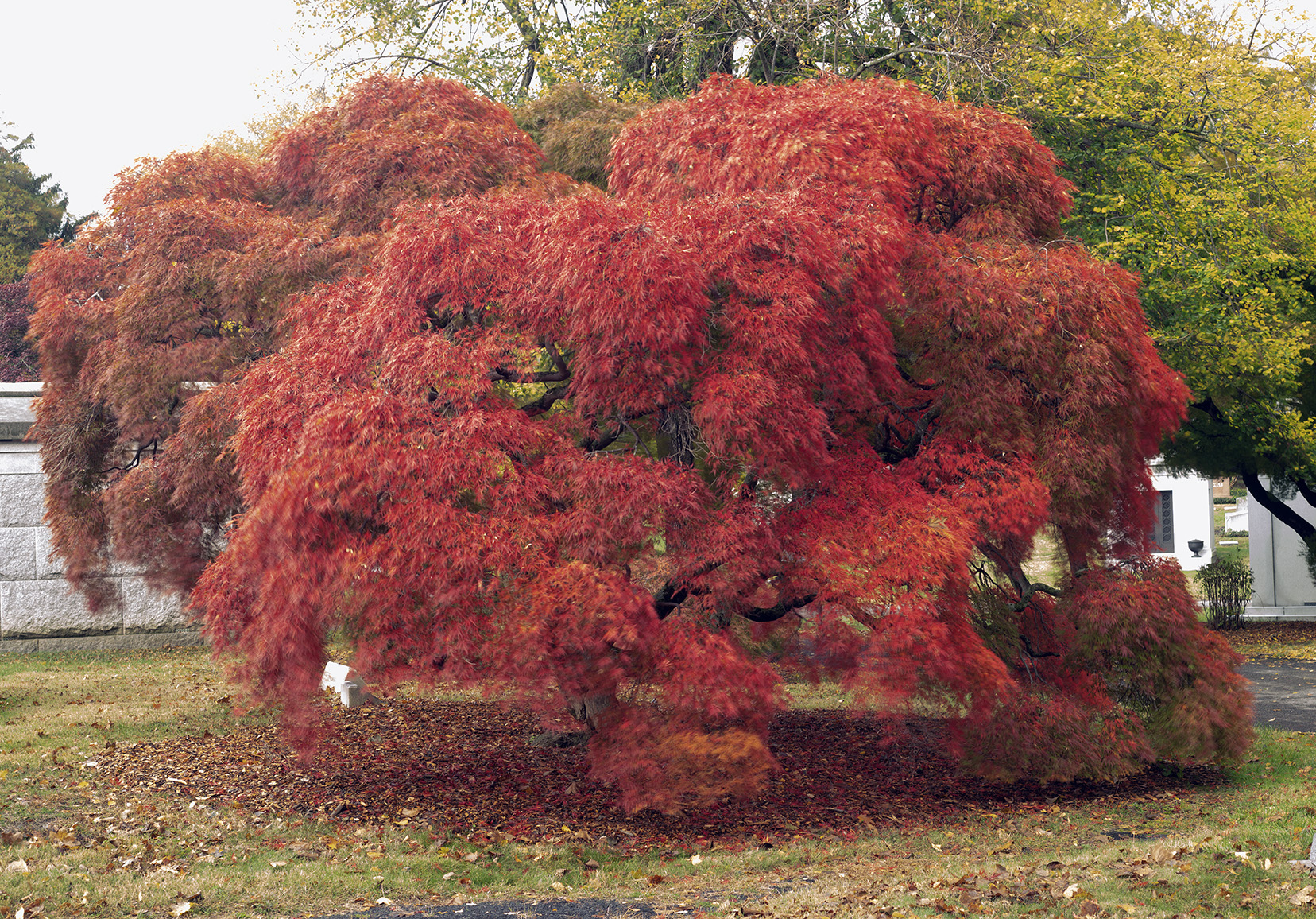 Japanese maple in autumn, Woodlawn Conservancy, Bronx