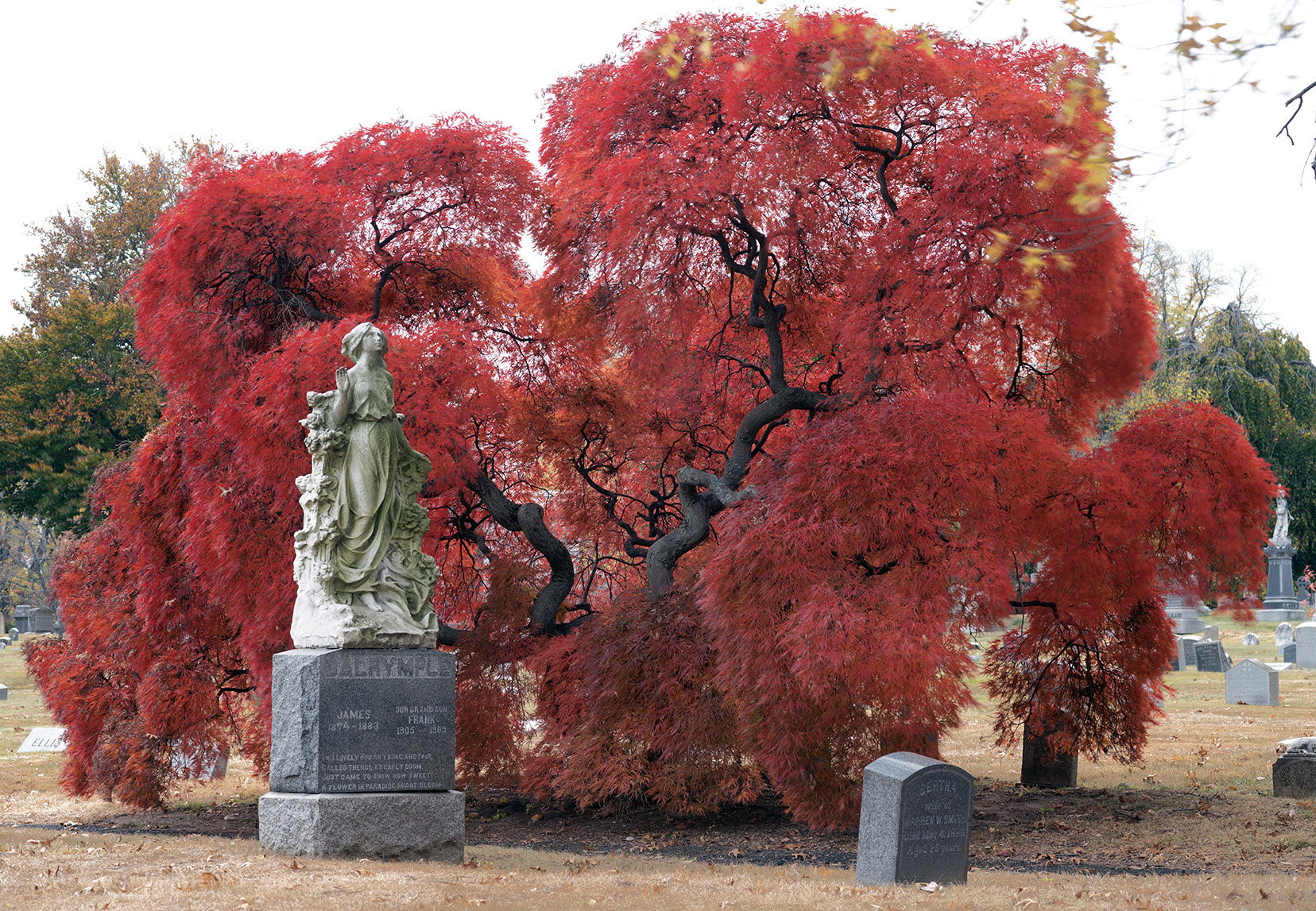 Japanese maple in autumn, Woodlawn Conservancy, Bronx