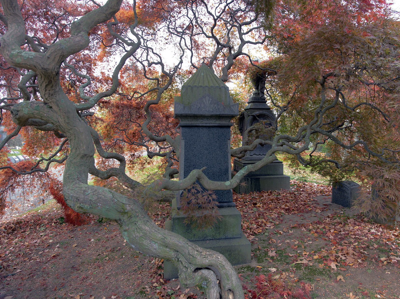 Japanese maple in autumn, Woodlawn Conservancy, Bronx