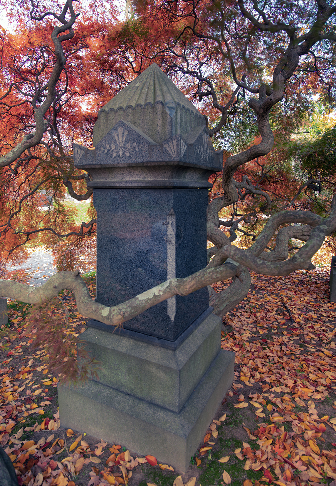 Japanese maple in autumn, Woodlawn Conservancy, Bronx
