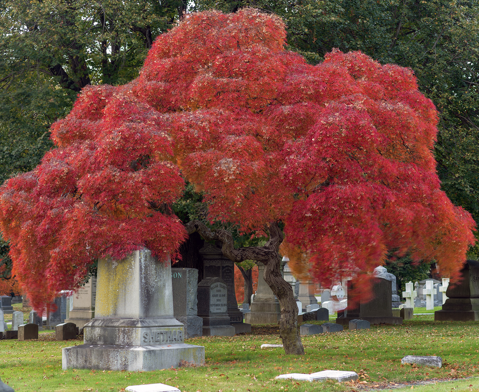 Japanese maple in autumn, Woodlawn Conservancy, Bronx