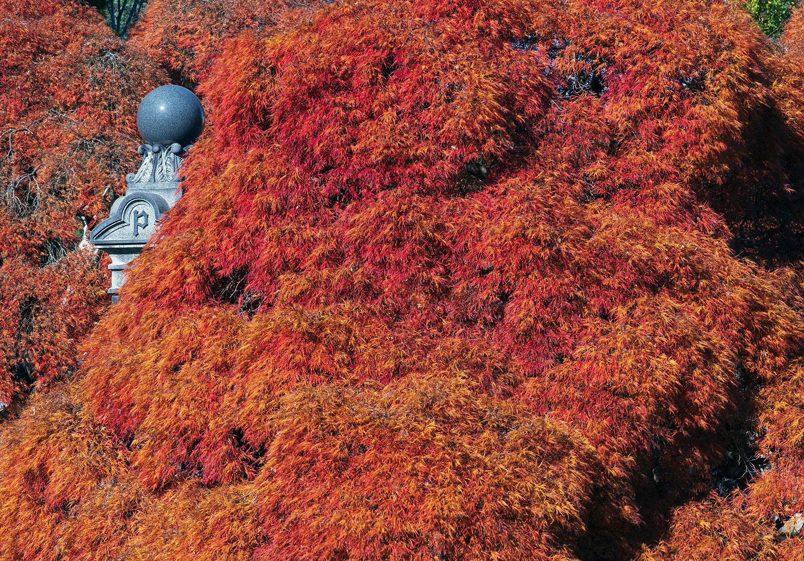 Woodlawn Conservancy Japanese Maples