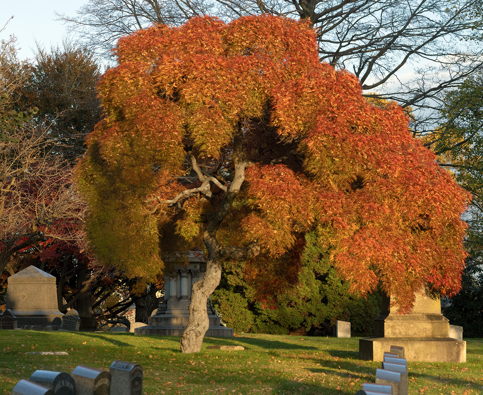 Woodlawn Conservancy Japanese Maples