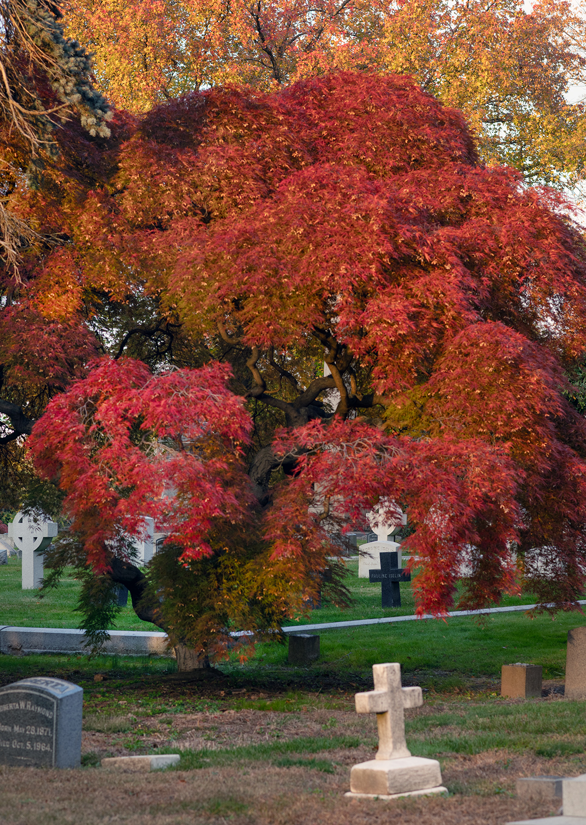 Woodlawn Conservancy Japanese Maples