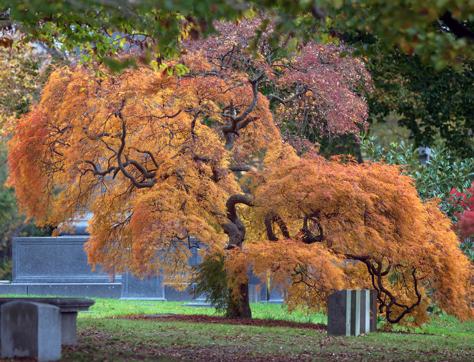 Woodlawn Conservancy Japanese Maples
