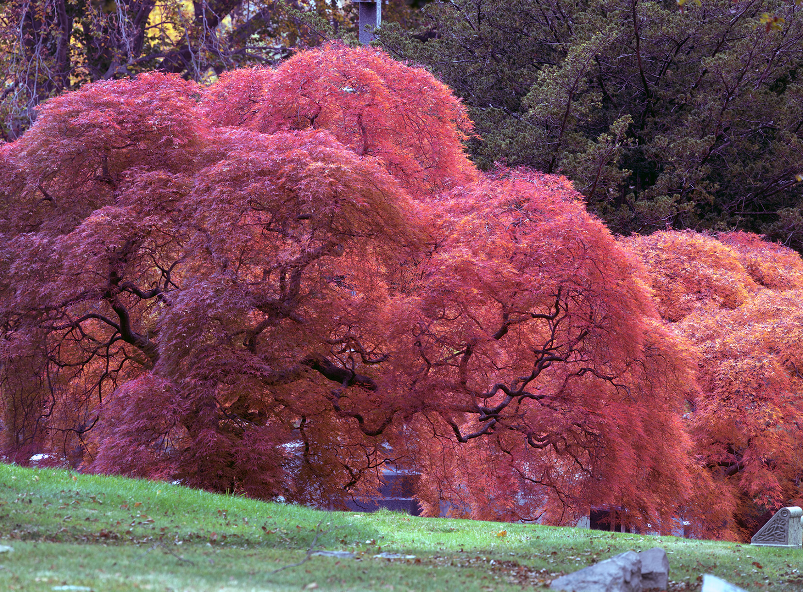 Woodlawn Conservancy Japanese Maples