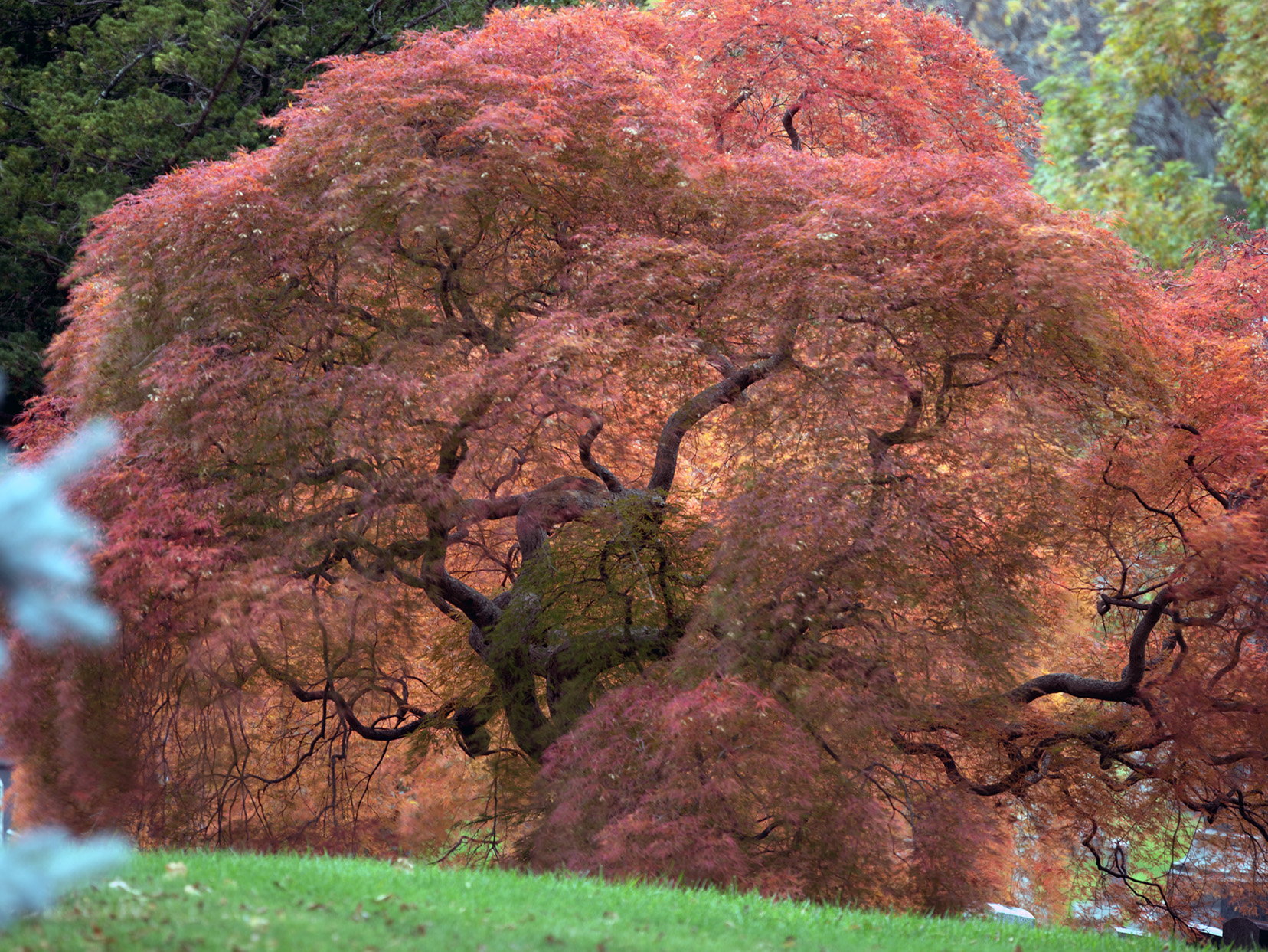 Woodlawn Conservancy Japanese Maples