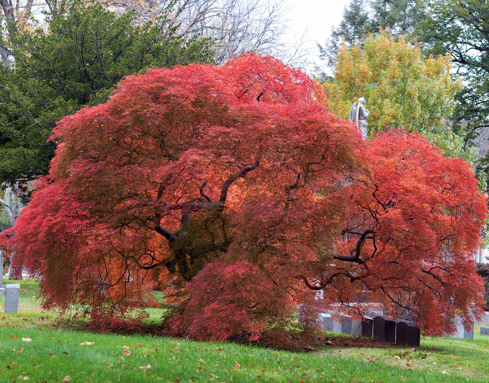 Woodlawn Conservancy Japanese Maples