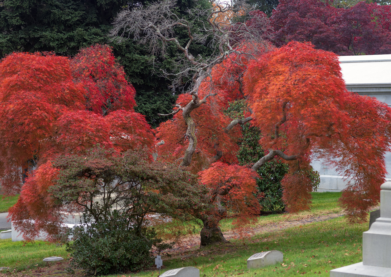 Woodlawn Conservancy Japanese Maples