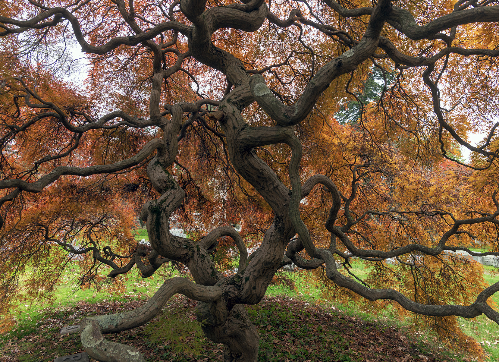 Woodlawn Conservancy Japanese Maples