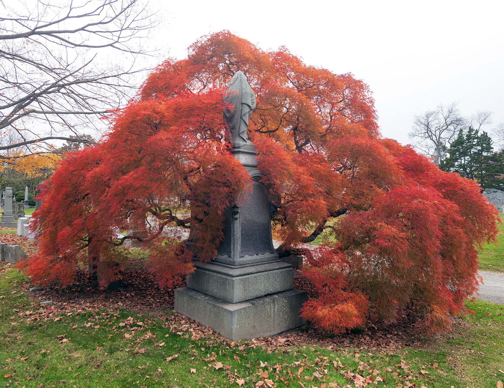 Woodlawn Conservancy Japanese Maples