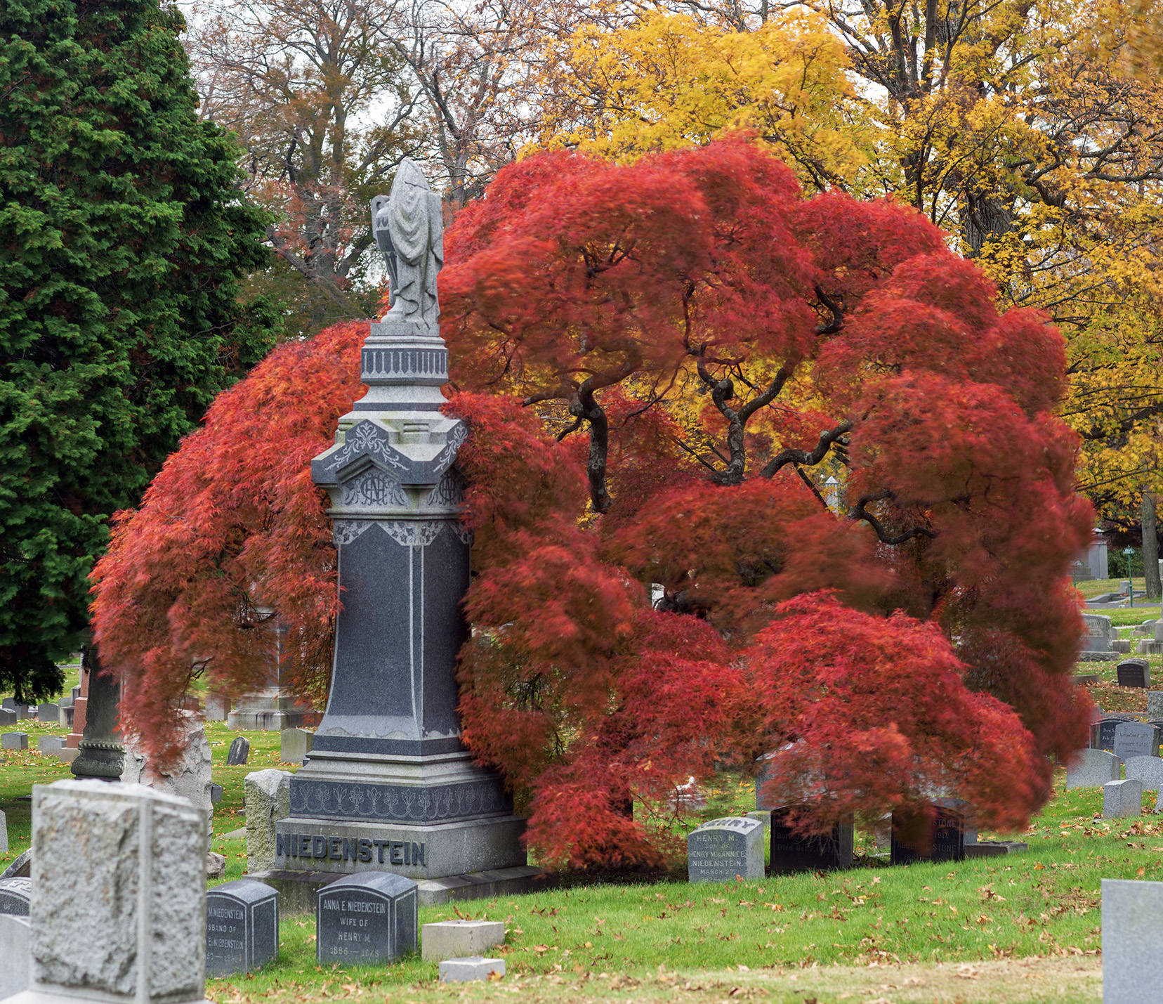 Woodlawn Conservancy Japanese Maples