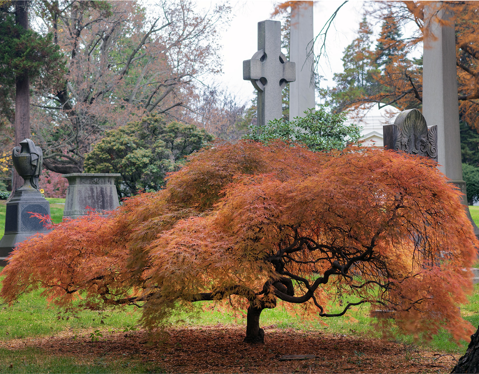 Woodlawn Conservancy Japanese Maples