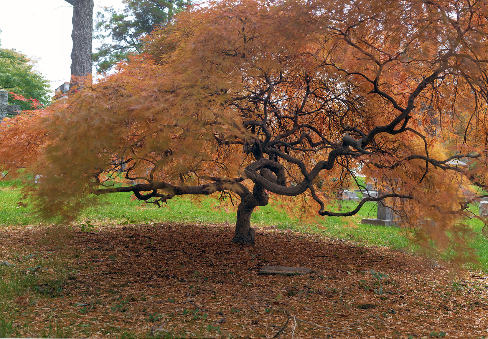 Woodlawn Conservancy Japanese Maples
