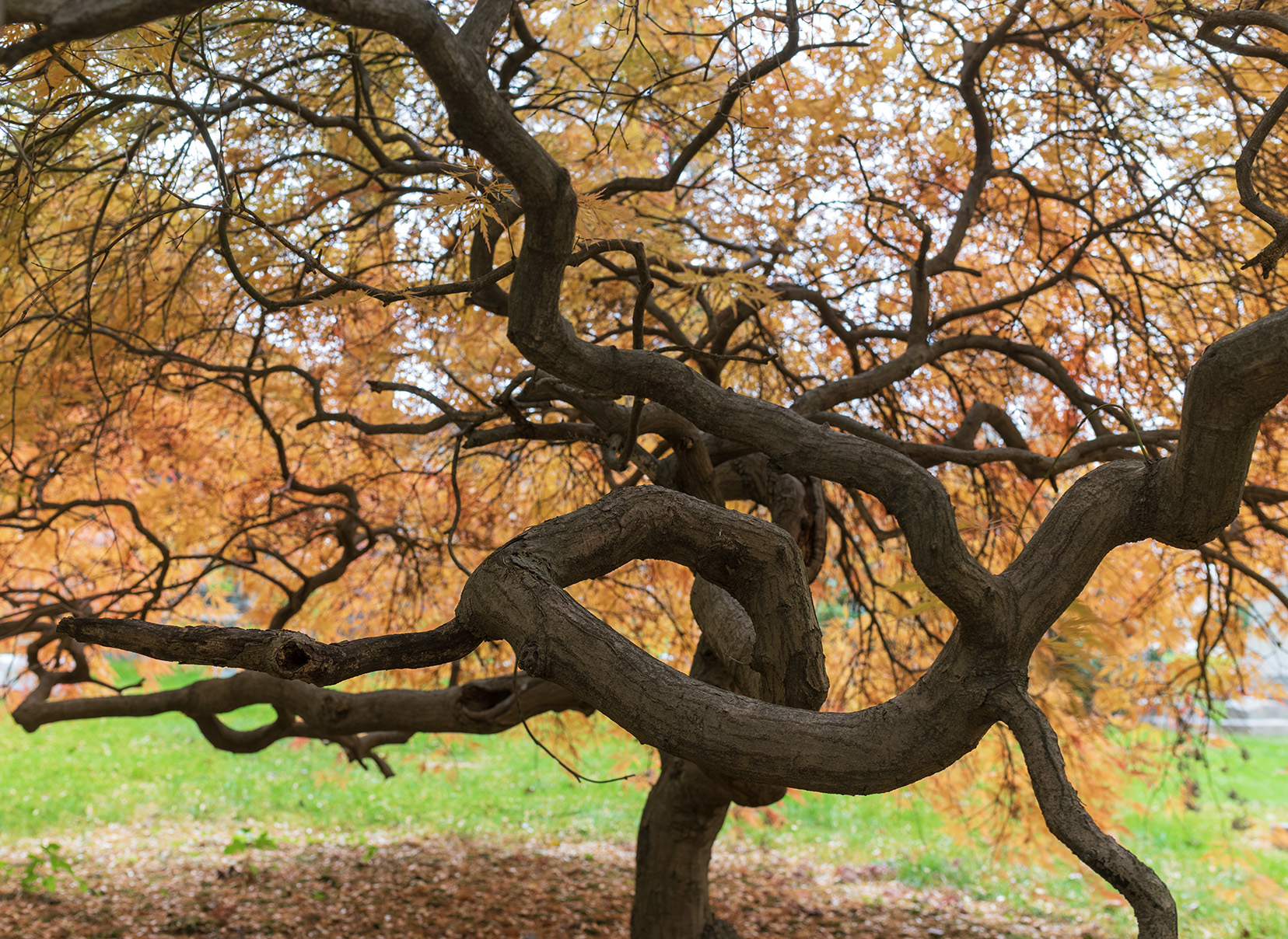 Woodlawn Conservancy Japanese Maples