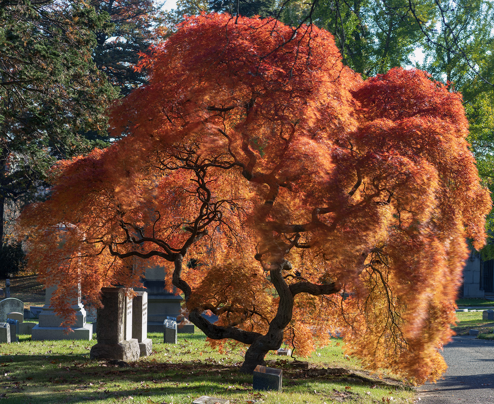 Woodlawn Conservancy Japanese Maples