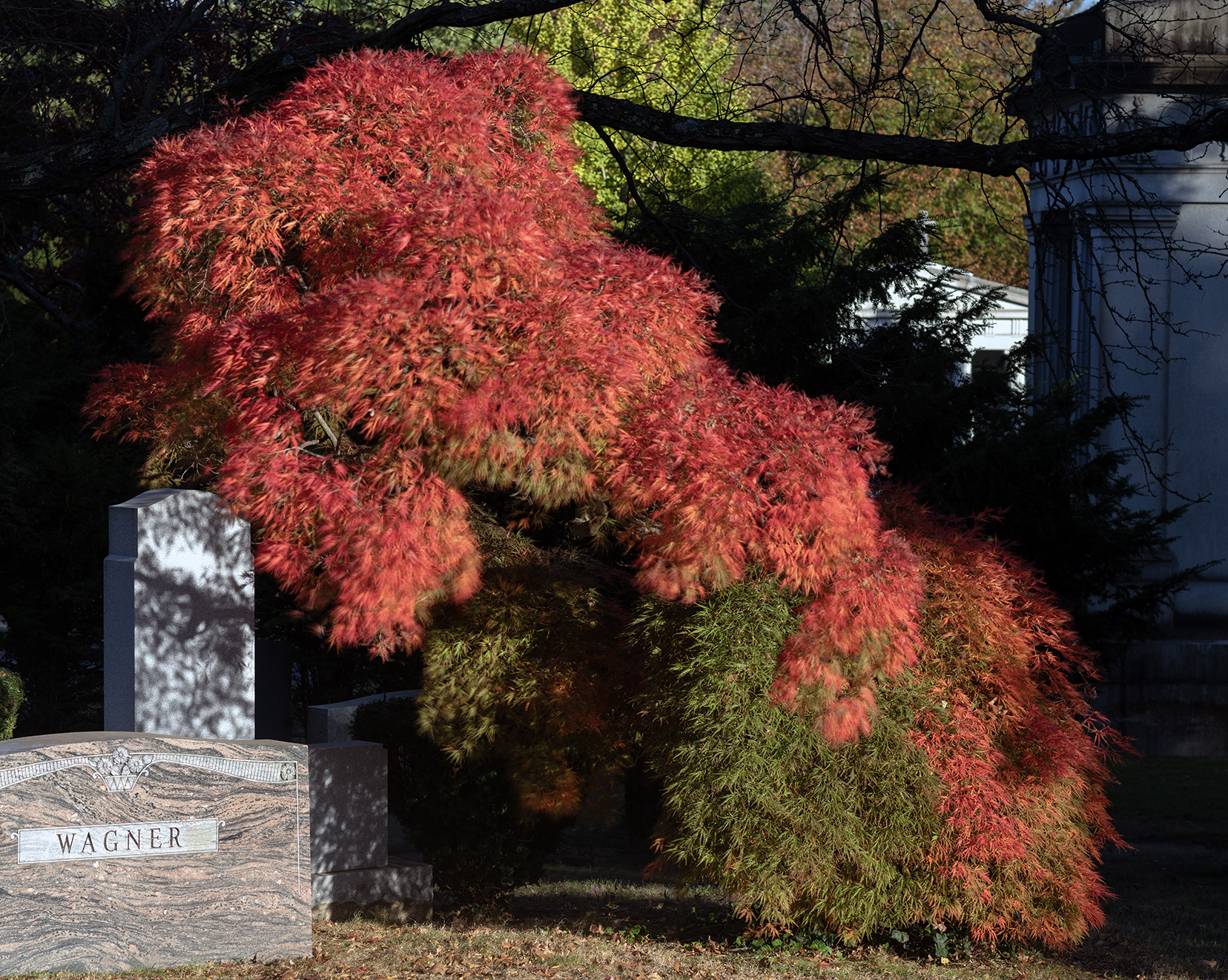 Woodlawn Conservancy Japanese Maples