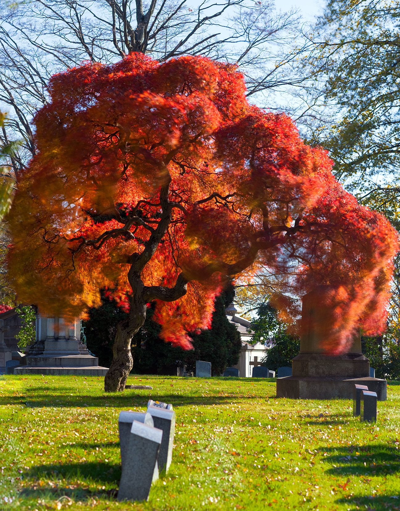 Woodlawn Conservancy Japanese Maples