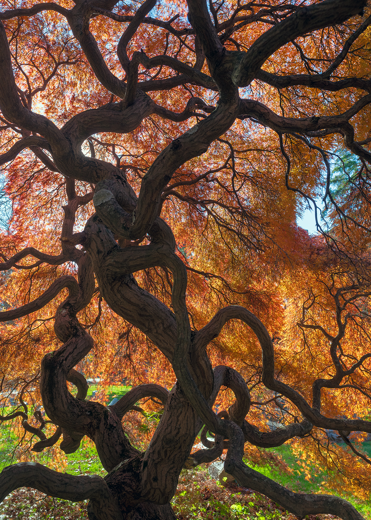 Woodlawn Conservancy Japanese Maples