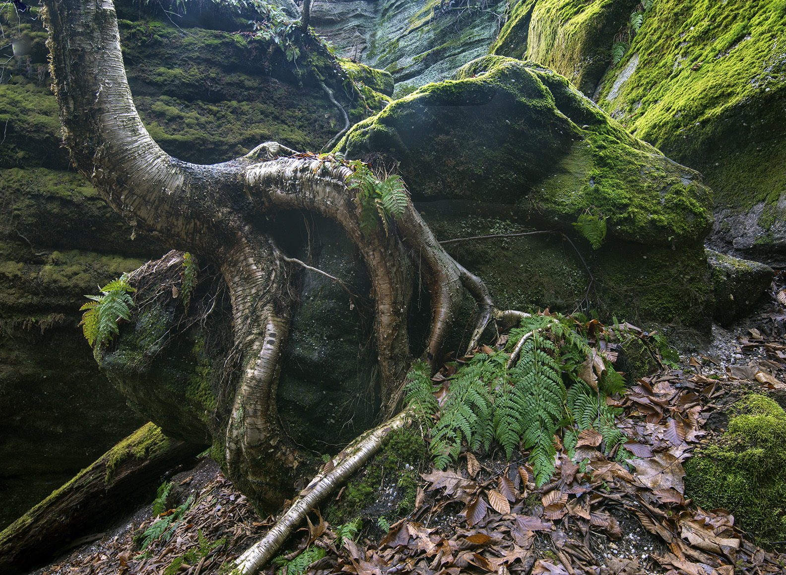 Tree roots, Grasping Rock, Nelson's Ledges