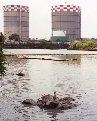 Duck on Garbage, English Kills