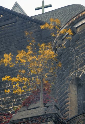 Tree, Freindship Baptist Church, East 55th Street