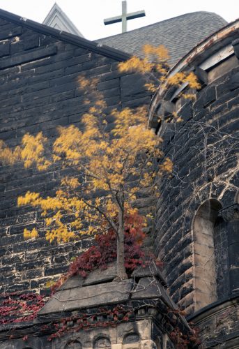 Tree, Freindship Baptist Church, East 55th Street
