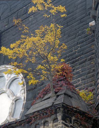 Tree, Freindship Baptist Church, East 55th Street