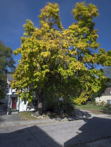 Catalpa Tree & Home, Aberdeen Avenue