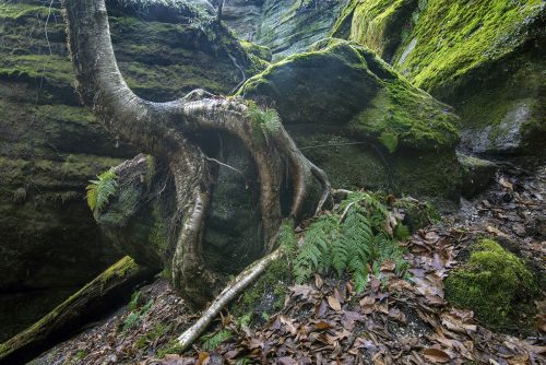 American Beech, Roots & Trunk, Nelson's Ledges