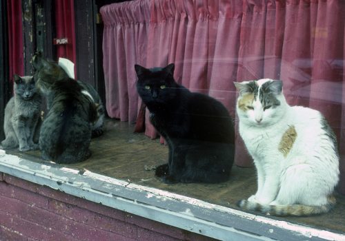 Cats, North Sixth Street, Williamsburg, 1988
